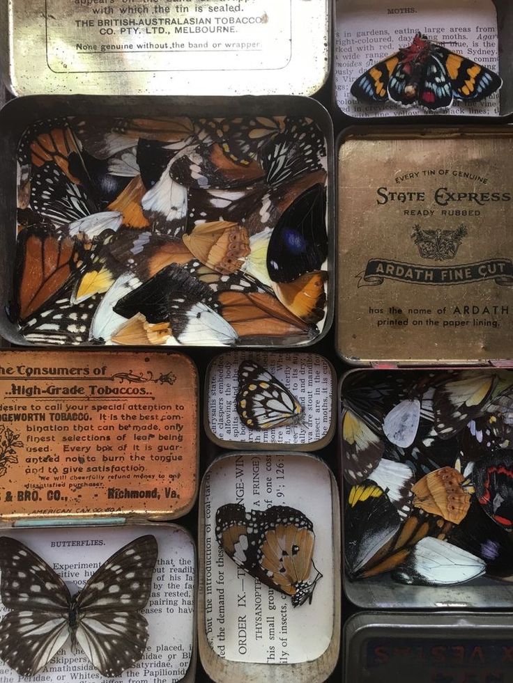 several tins filled with different types of butterflies