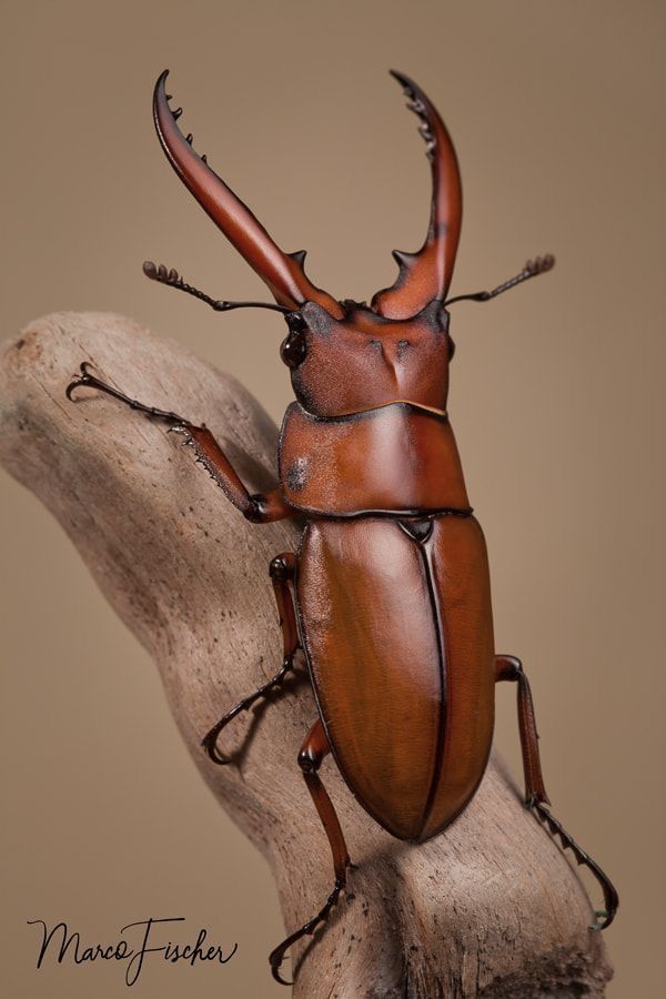 a brown beetle sitting on top of a tree branch