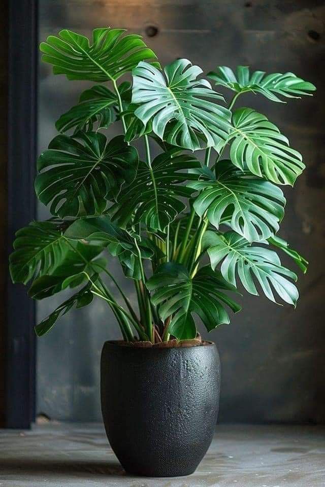 a potted plant sitting on top of a wooden table