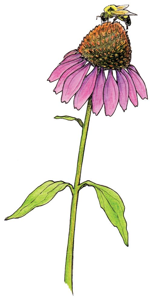 a drawing of a purple flower with a bee on it's head and two green leaves