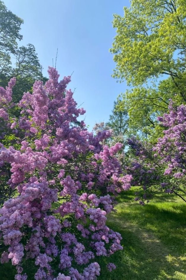 purple flowers are blooming on the trees in the park, with blue skies above