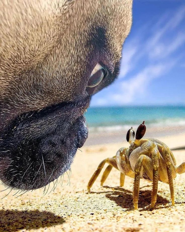 a close up of a crab on the beach