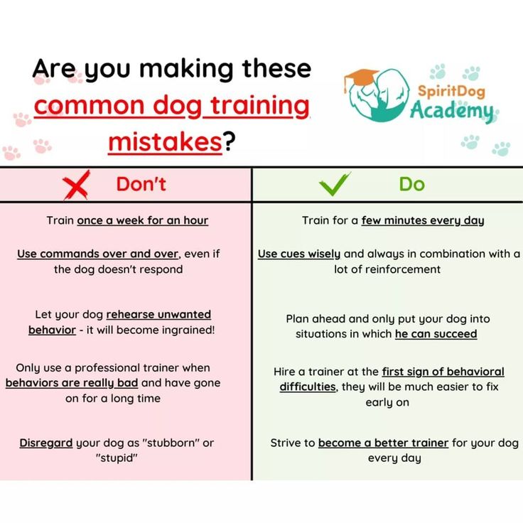 two different types of dog training