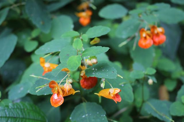 small orange flowers with green leaves and water droplets in the raindrops on them