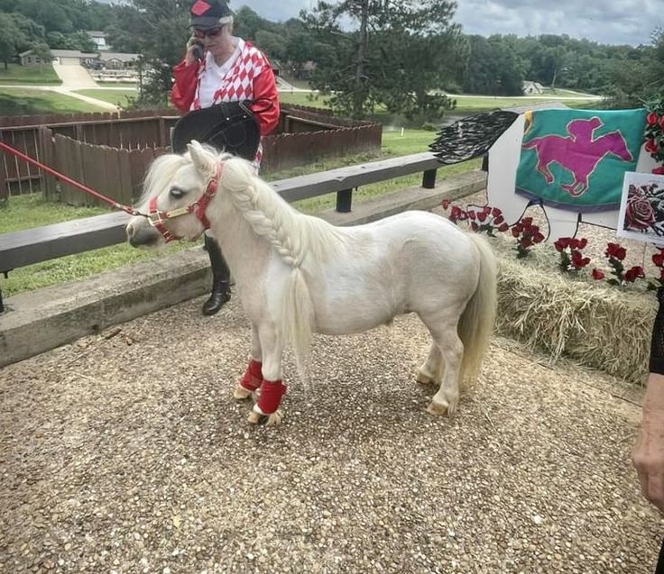 a small white pony with red boots on it's feet being walked by a man