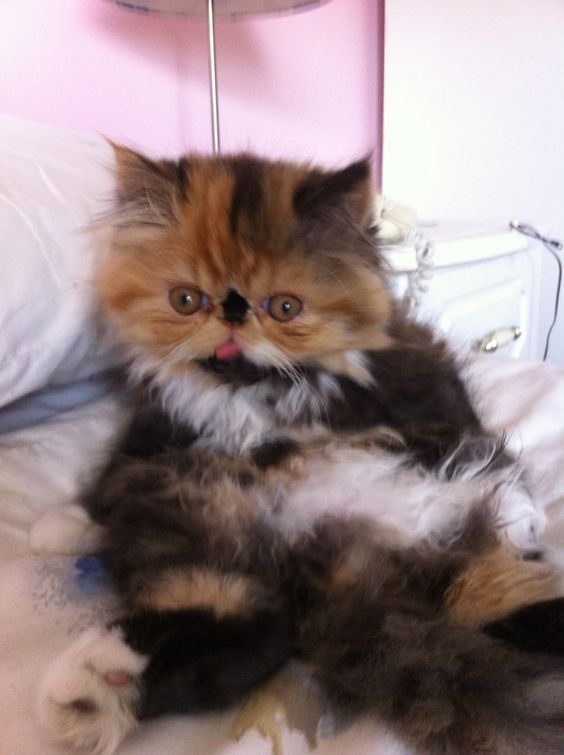 a fluffy cat laying on top of a bed