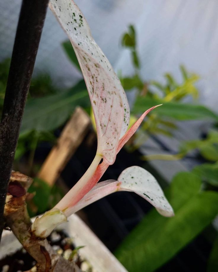 a white and pink flower with green leaves in the backgrounnd, next to a potted plant