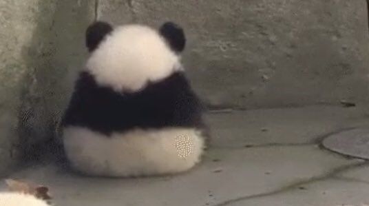 two stuffed panda bears sitting next to each other on the ground in front of a wall