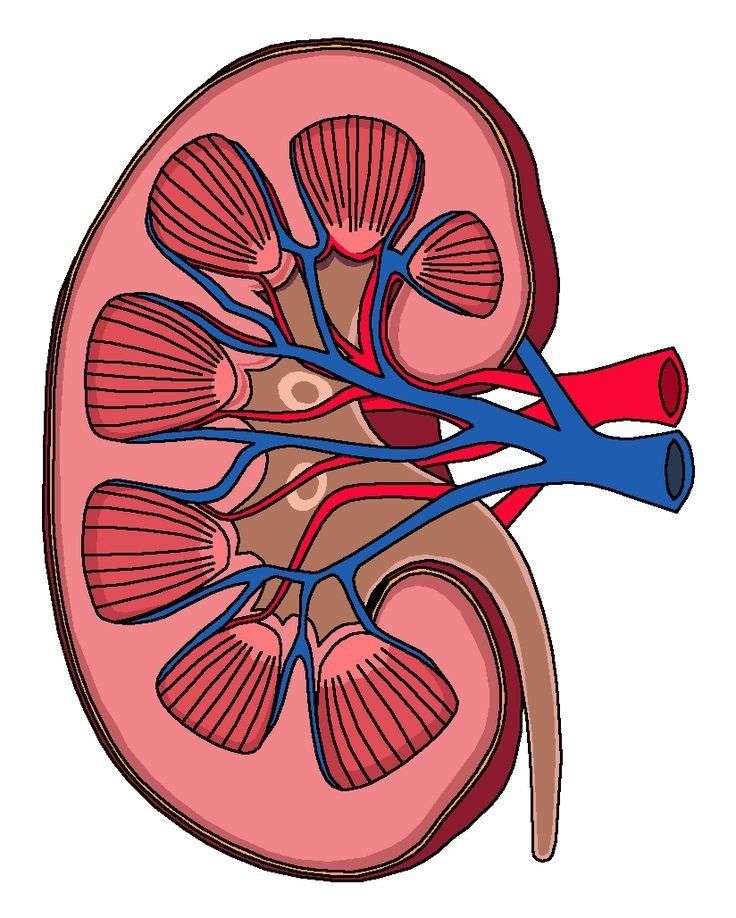 a diagram of the kidney with blood vessels attached to it's sides, and an occupant in the middle