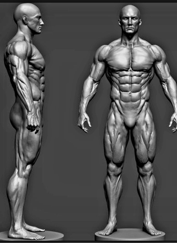 three different views of a man's body and muscles