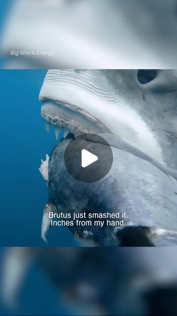 a shark with it's mouth open in the water