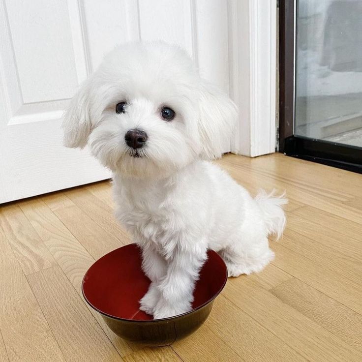 a small white dog sitting in a bowl