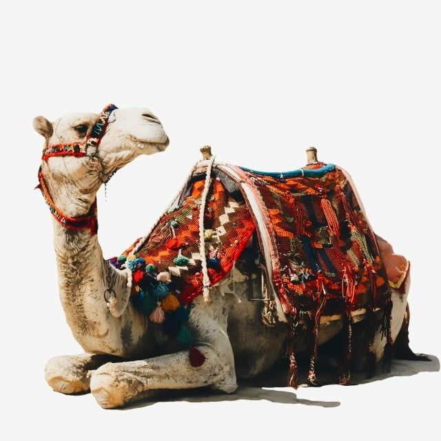 a decorated camel laying down on the ground