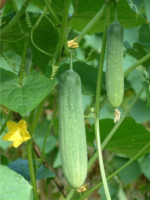 cucumbers growing on the vine in an open area with green leaves and yellow flowers