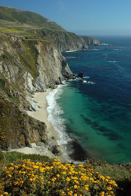 an ocean view with yellow flowers on the shore and cliffs to the side, along which there is a sandy beach