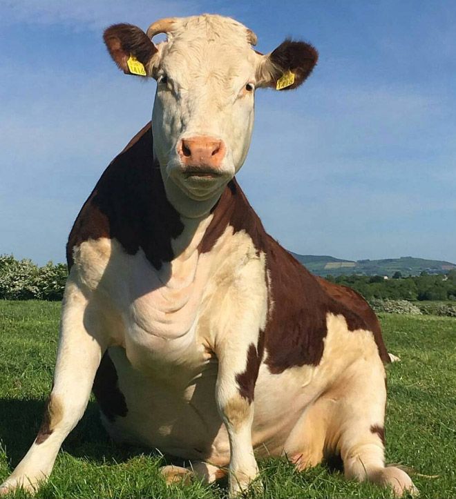 a brown and white cow sitting on top of a lush green field next to a blue sky