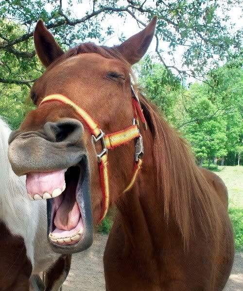 two horses standing next to each other with their mouths open