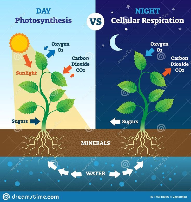 the stages of photosynthsis and cellular respirationation are shown in this diagram