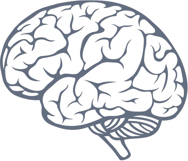 a drawing of a human brain on a white background