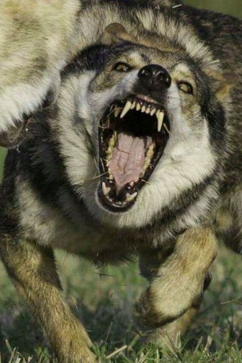 Snarling Wolf, Wolf Poses, Angry Wolf, Wolf Photos, Wolf Love, Wild Wolf, Wolf Pictures, Wolf Spirit, Beautiful Wolves