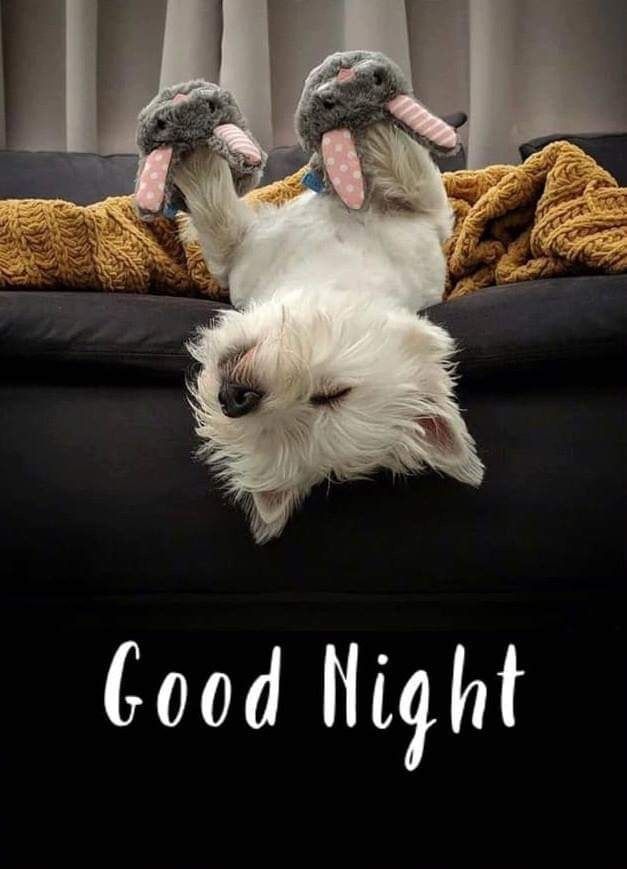 a small white dog laying on its back in front of a pink background with the words good night written below it