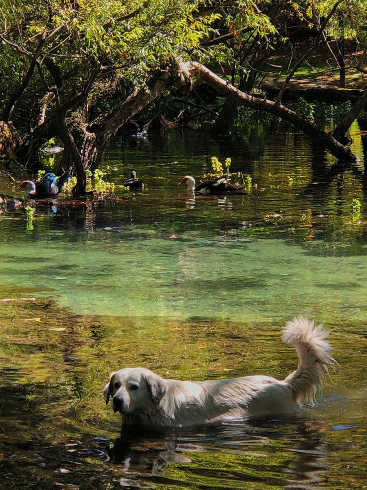 a dog is swimming in the water near some trees