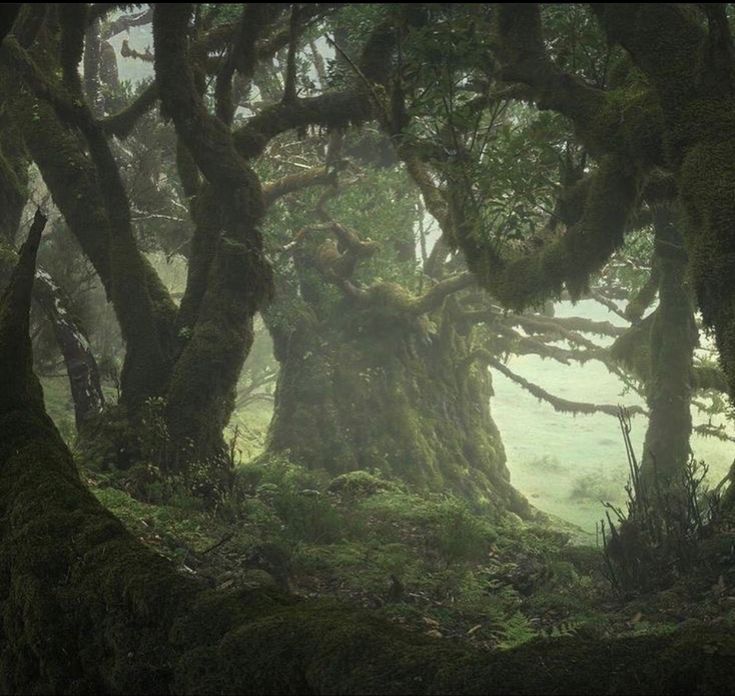 an old tree with moss growing on it's sides in the forest, surrounded by other trees