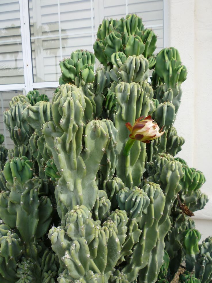 a large green cactus plant in front of a house