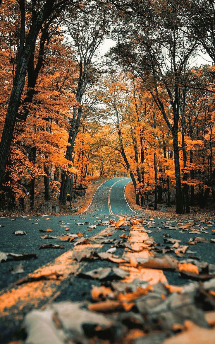 an empty road surrounded by trees with yellow leaves on the ground and in the middle