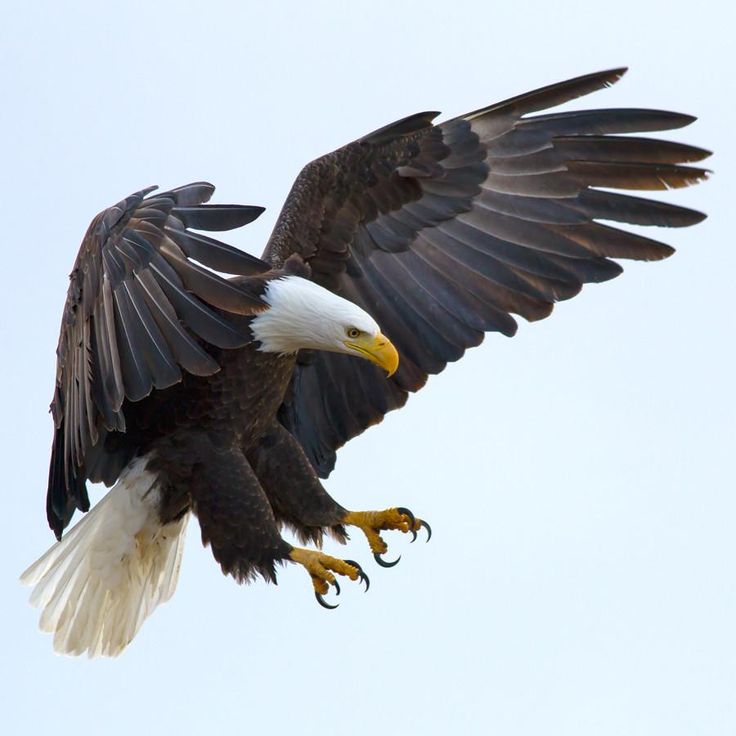 an eagle is flying in the sky with its wings spread out and it's talon extended