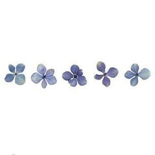 five blue flowers are arranged in a row on a white background with the word,