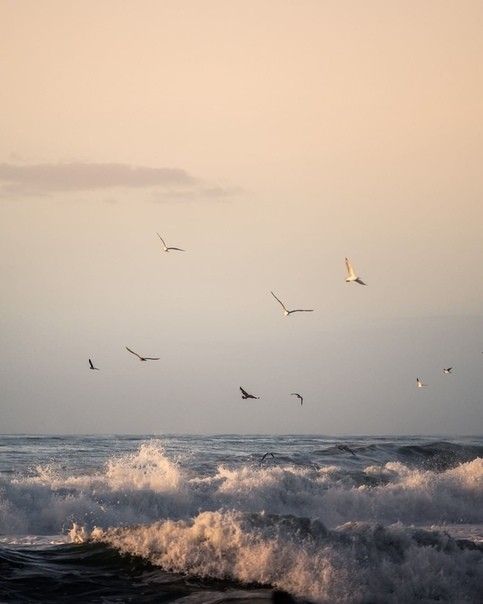 a flock of birds flying over the ocean