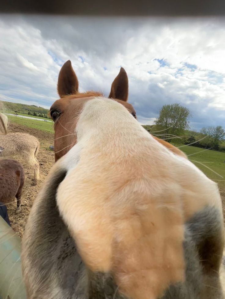 two horses standing next to each other on a dirt field with clouds in the background