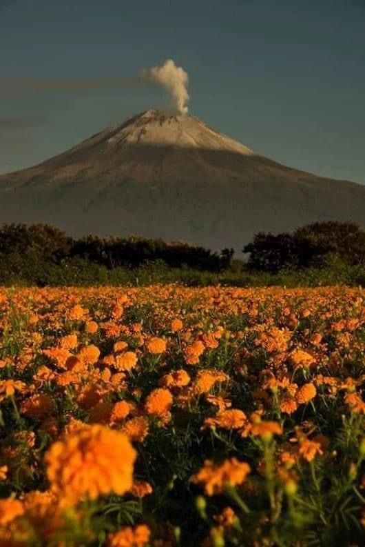 a field full of orange flowers with a mountain in the background