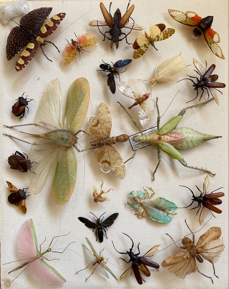 many different types of bugs on a white surface