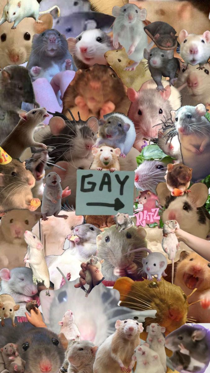 a collage of many different types of mice with the word gay written on it