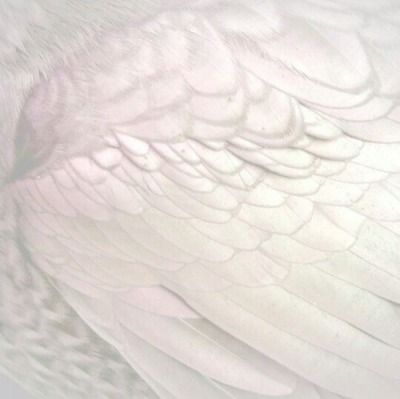 an image of a white bird that is close up