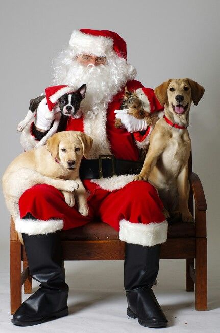 a man dressed as santa claus sitting on a chair with dogs