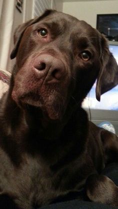 a brown dog sitting on top of a couch next to a tv