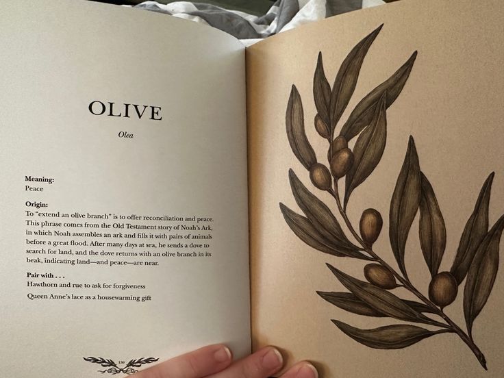 a hand holding an open book with olives on the cover and in front of it