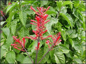 the red flowers are blooming in the garden