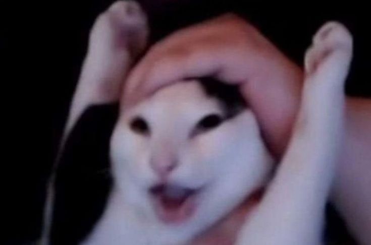 a white and black cat laying on top of someone's arm