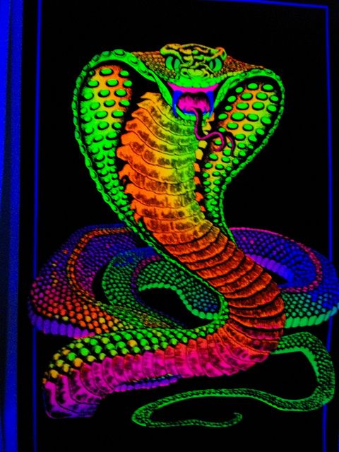 an image of a colorful snake in the dark