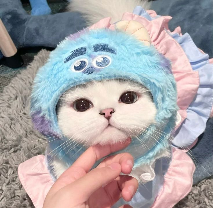 a white cat wearing a blue hat with eyes