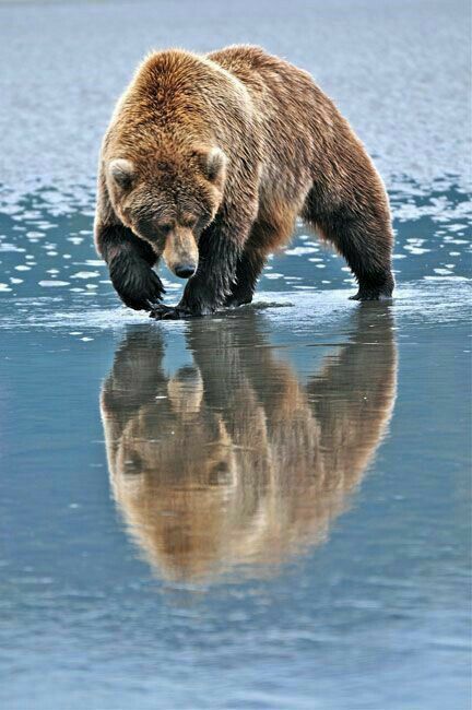 a brown bear standing on top of an ice floet next to the ocean