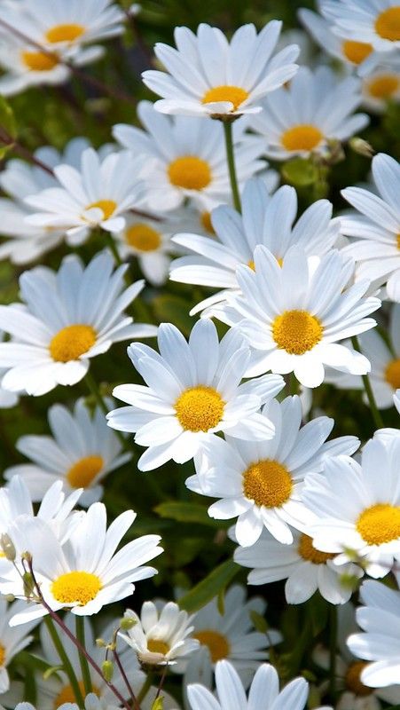 white daisies with yellow centers in a field