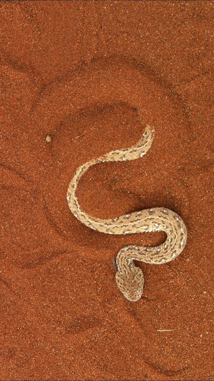 a snake is curled up in the sand