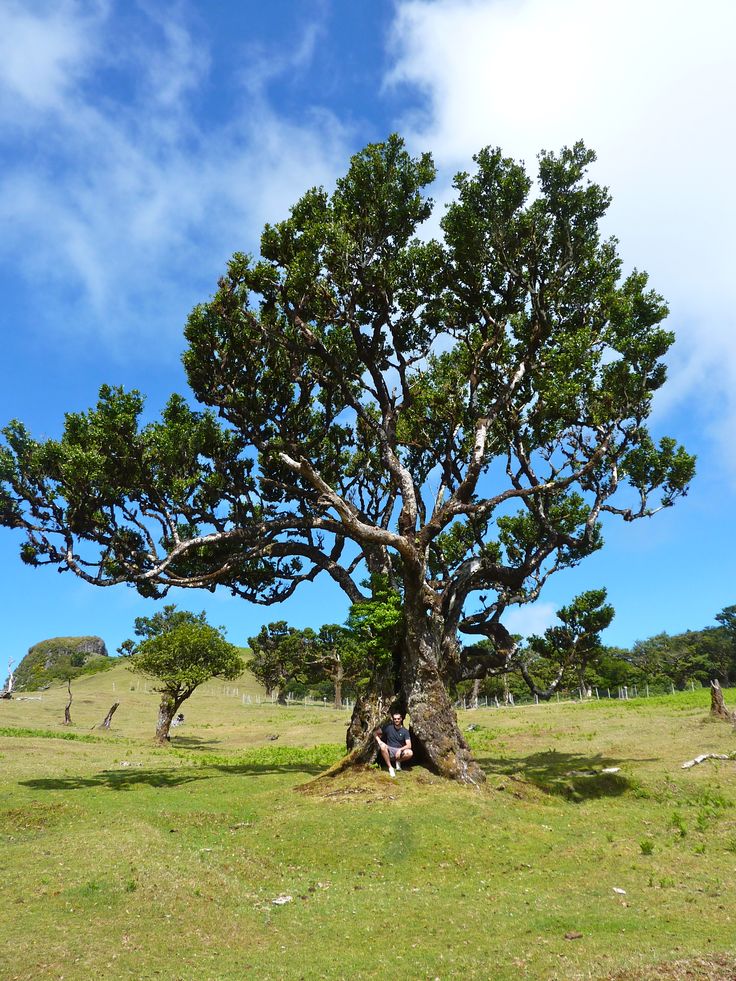 a man sitting in the shade of a large tree on top of a lush green field