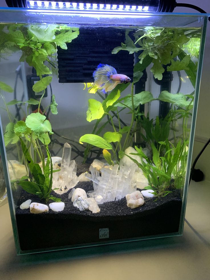 an aquarium with plants and rocks in it