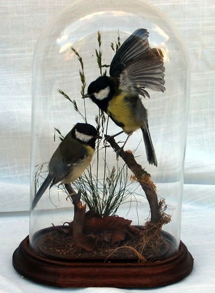 two birds sitting on top of a branch under a clochet with grass in it